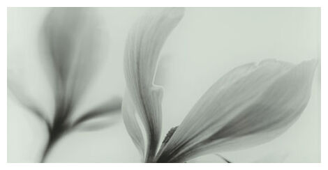 domino joy flower dekor 22.3x44.8 - zdjęcie główne