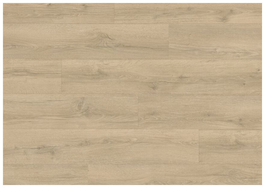 Classic Dab beżowy Piaskowy CLM5791 panel podłogowy w jasnym piaskowym odcieniu z widocznymi slojami