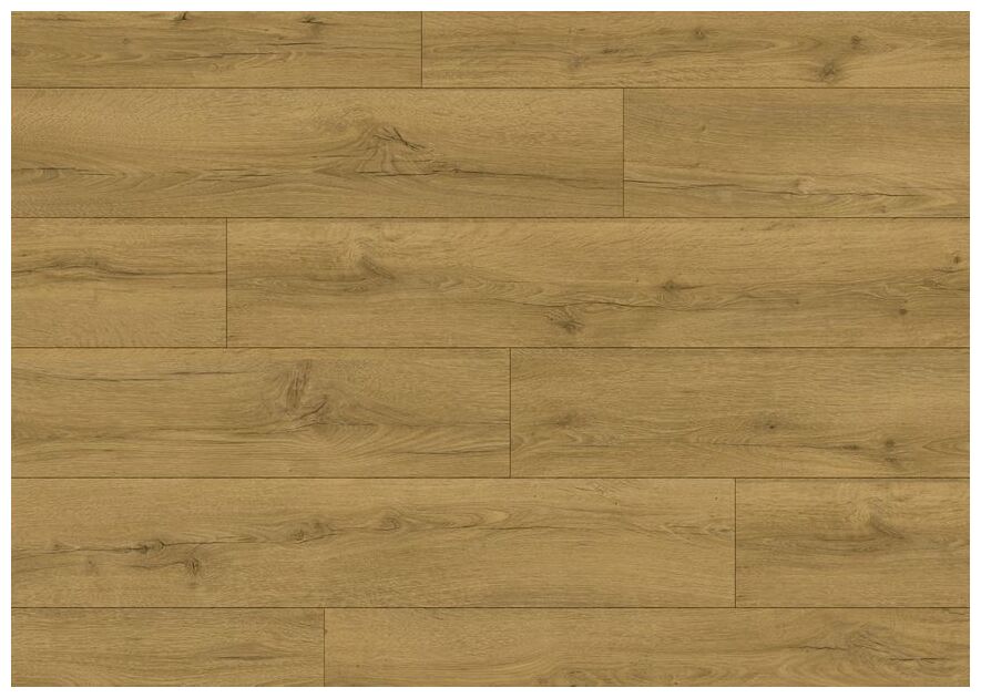 Classic Dab Miodowy brązowy CLM5792 panele w miodowym odcieniu z wyraźnym rysunkiem słojów