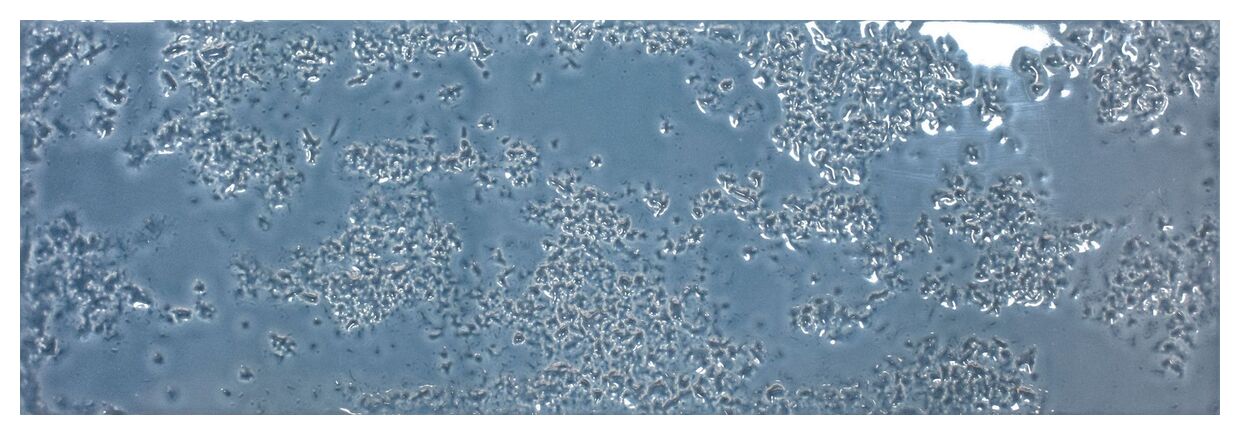 realonda kamado denim glossy gres 15x45 - zdjęcie główne