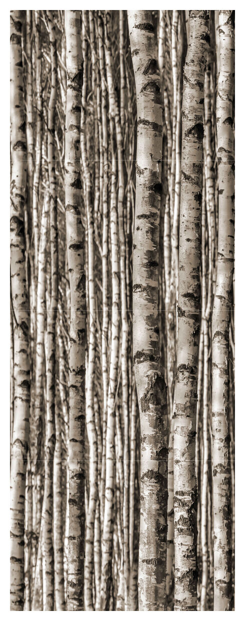 tubądzin birch dekor 4-elementowy 239.8x89.8 - zdjęcie główne