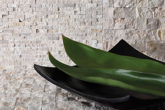 zen dunin