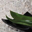 zen dunin